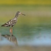 Vodous tmavy - Tringa erythropus - Spotted Redshank 8467
